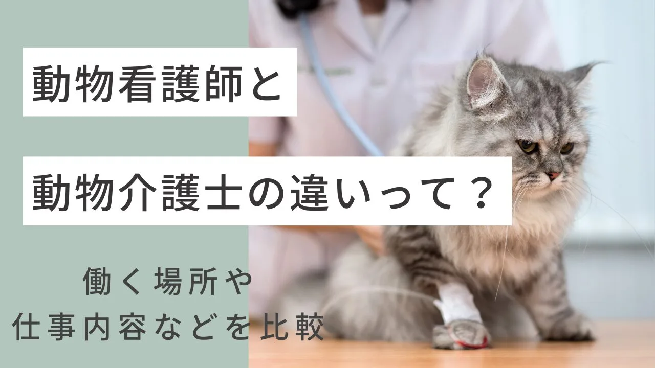 動物看護師と動物介護士の違いって？働く場所や仕事内容などを比較