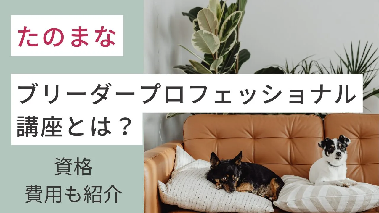 たのまなの『ブリーダープロフェッショナル講座』とは？資格・費用も紹介