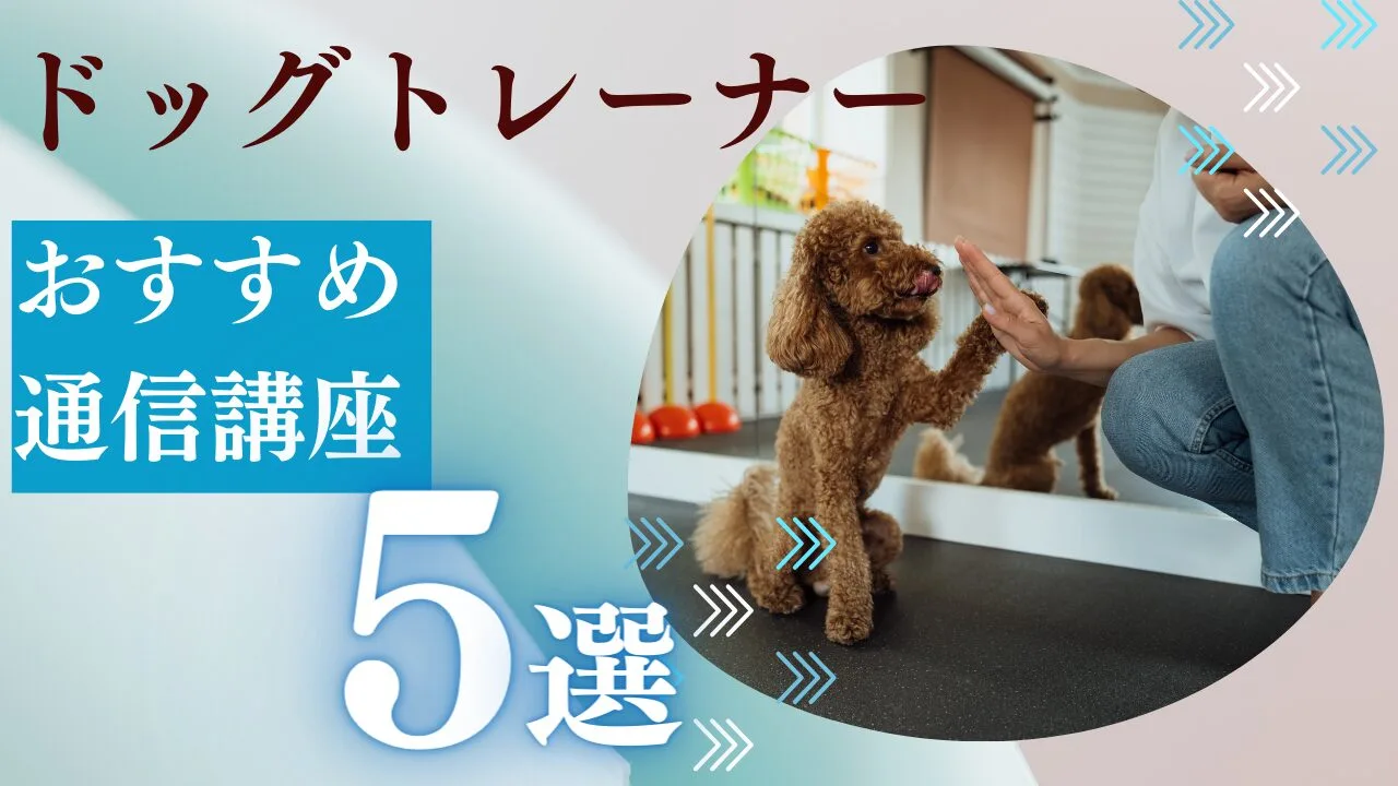 ドッグトレーナーのおすすめ通信講座5選 | 費用が安い順にランキング比較