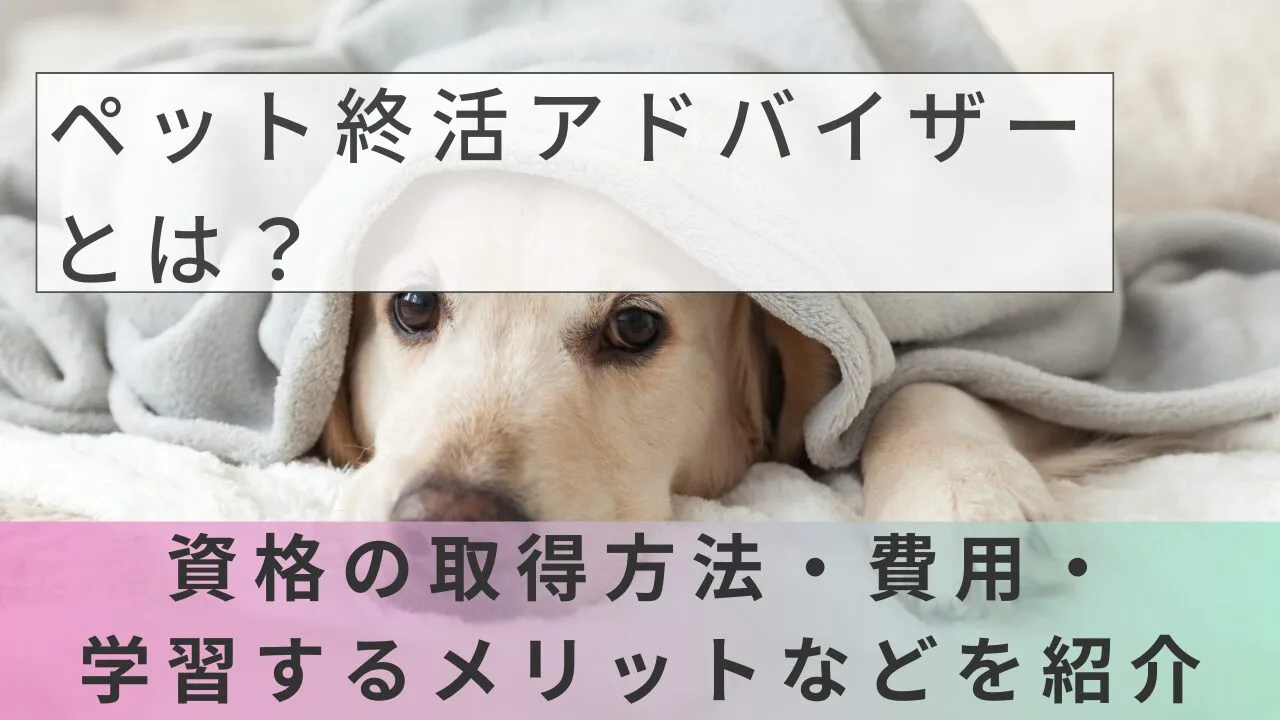 ペット終活アドバイザーとは？資格の取得方法・費用・学習するメリットなどを紹介