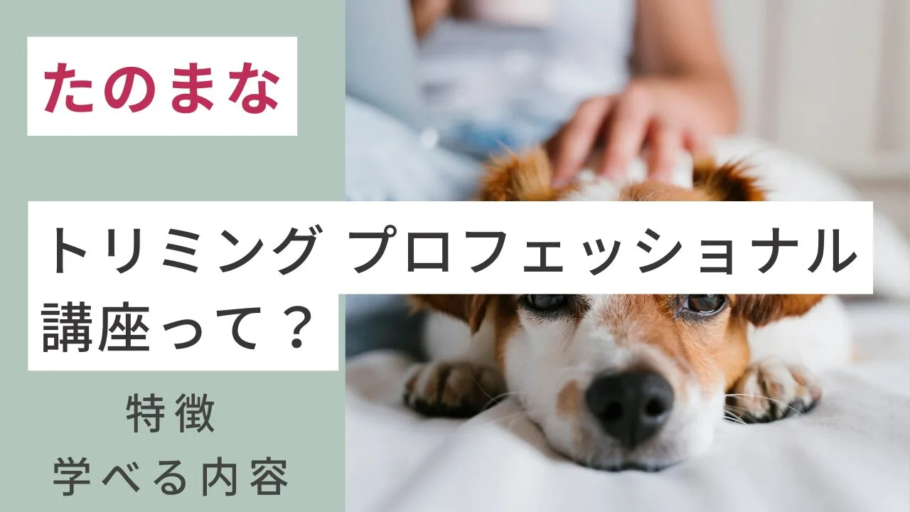 たのまなのトリミング プロフェッショナル講座って？特徴・学べる内容は？